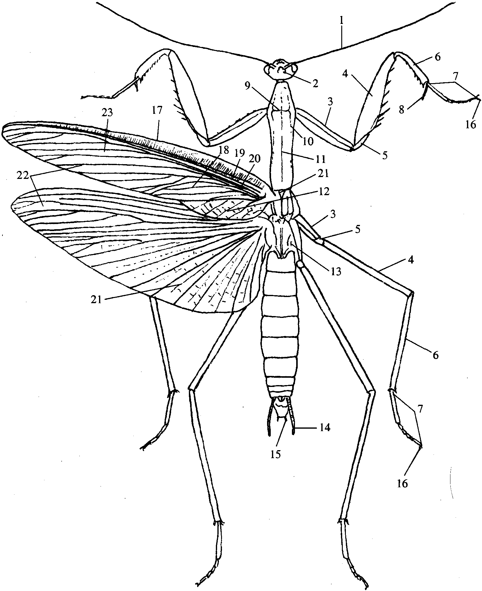 一、形態(tài)特征